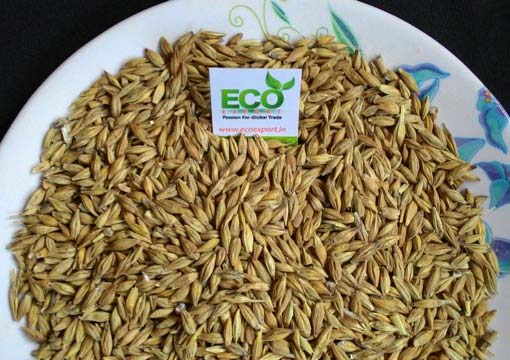 Indian Barley