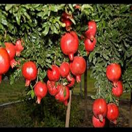 Pomegranates