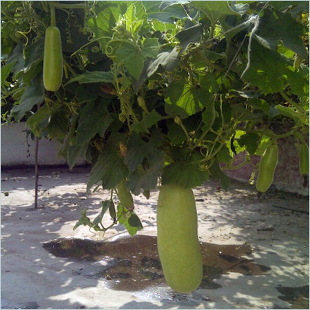 Organic Bottle Gourd Farming