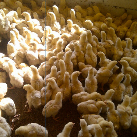 Chicken Poultry Farming