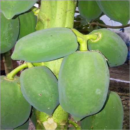 Organic Papaya Farming