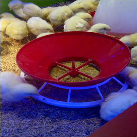 Broiler Chicken Poultry Farming