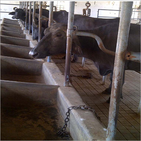 Buffalo Dairy Farming