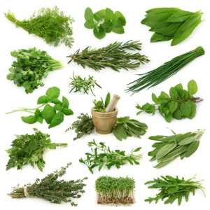 All Kind Of herbal Extract and Plant Extract
