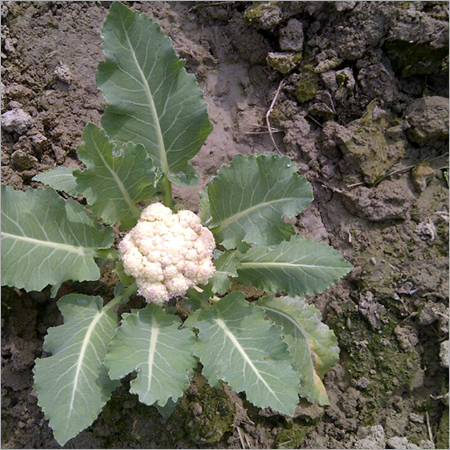 Organic Cauliflower Farming