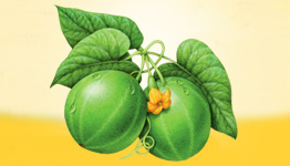 Monkfruit