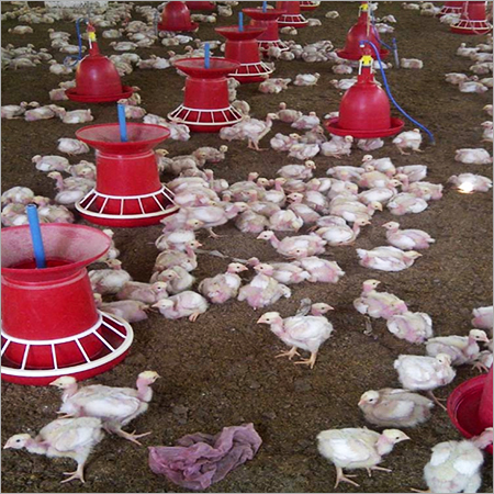 Hen Poultry Farming
