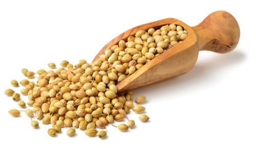 Coriander