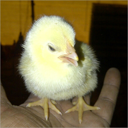 Indian Broiler Poultry Farming