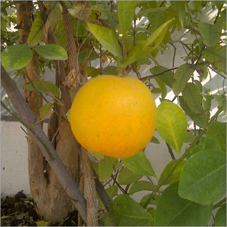 Organic Pumpkin Farming