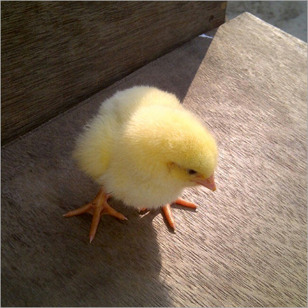 Broiler Chicken Farming